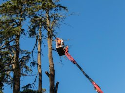 Abbattimento Alberi