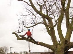 Abbattimento Alberi