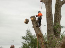 Abbattimento Alberi