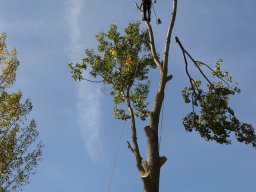 Abbattimento Alberi