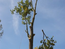 Abbattimento Alberi